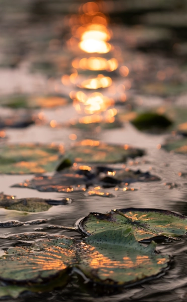 lillypad-8341559_1280_2